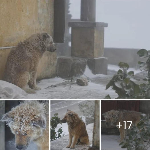 Un Perro Sin Hogar Desgarrado Por El Fr O Se Ve Obligado A Luchar