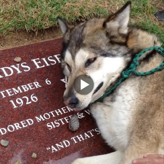 The Never-Ending Tears of a Melancholic Husky at Its Beloved Owner's ...