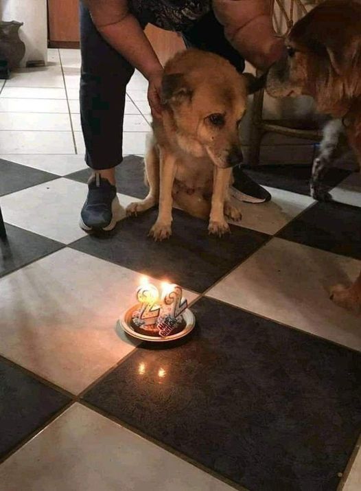 dog birthday