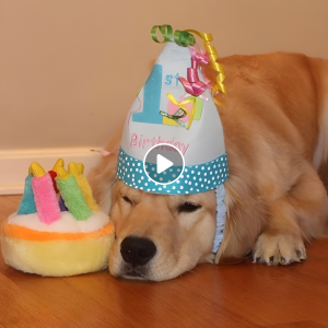 dog birthday