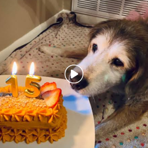 dog birthday