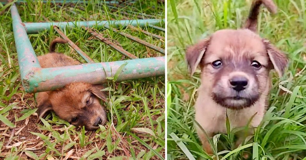 Incredible Rescue: Puppy Trapped Beneath a Metal Gate, Captured on ...