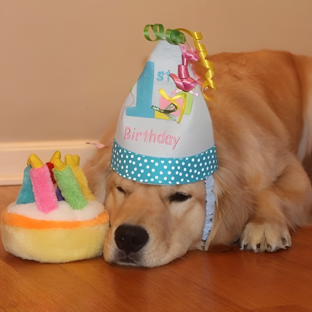 dog birthday