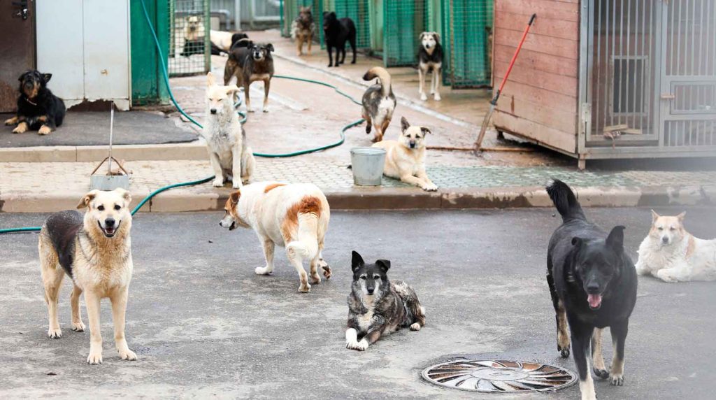 The Poignant Sight Of Abandoned Dogs Lining Up At The Shelter, Awaiting 