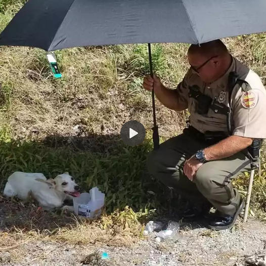 Sweltering Heat Rescue: Tennessee State Trooper's Act of Kindness ...