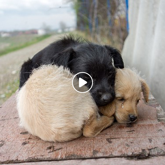 Endearing Bond: Two Street Dogs Discover Warmth and Comfort in Each ...