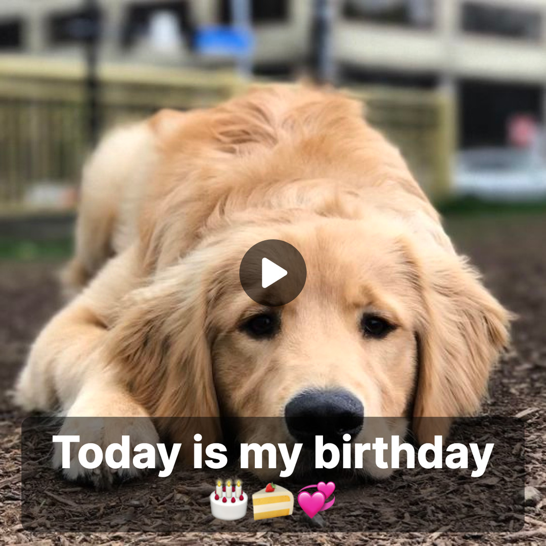 Quiet Yearning: Dog's Birthday Wish for Unspoken Affection