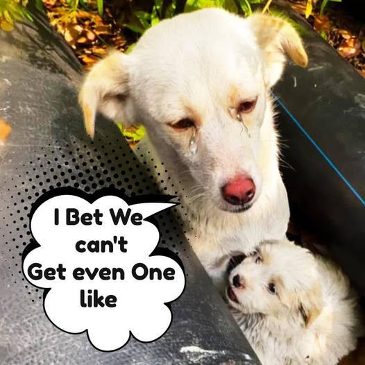 Guardian Angel: Mother Dog Protects Puppies in Impromptu Shelter on the ...