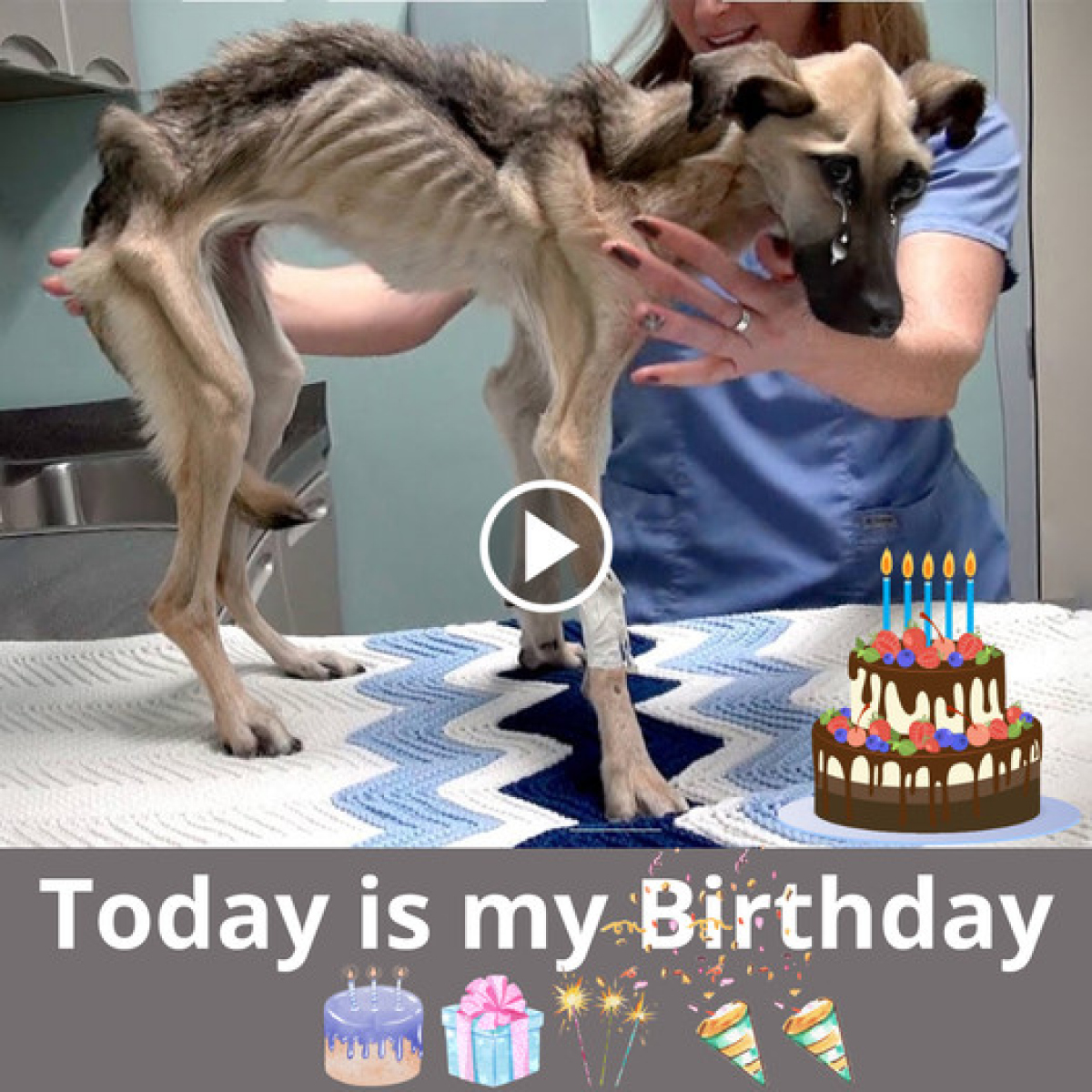 A Tale of Redemption: A Dog's Birthday Marking Its Rebirth from ...