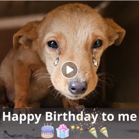 Canine Celebrations: A Tail-Wagging Birthday Extravaganza with Fun ...