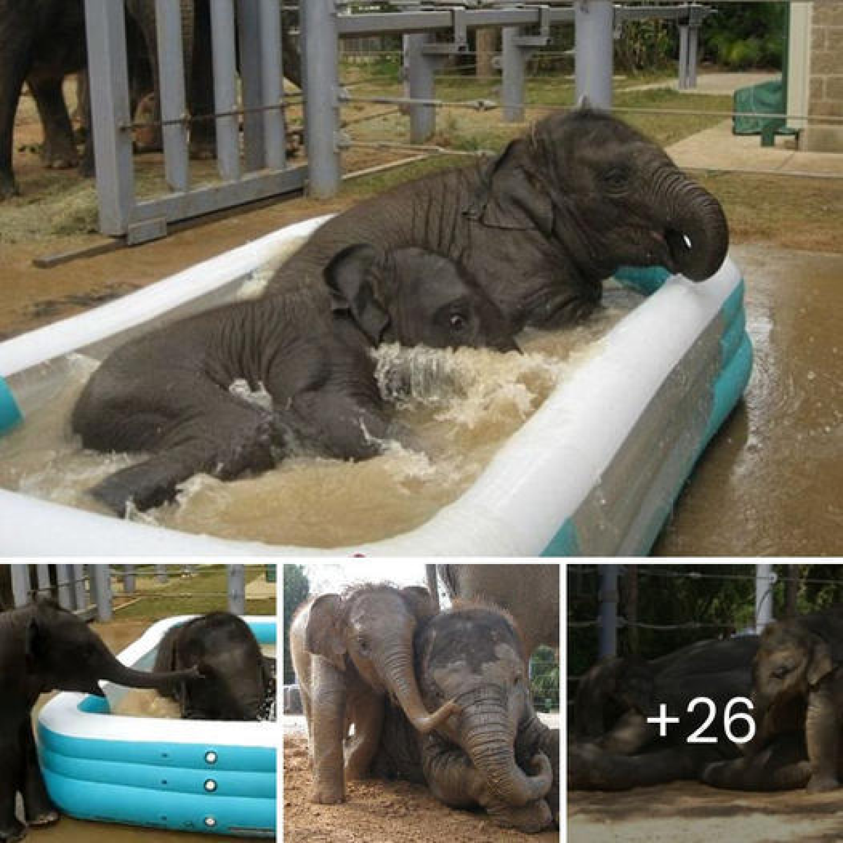 Baby Elephants Baylor and Tupelo Take Center Stage in Houston Zoo’s ...