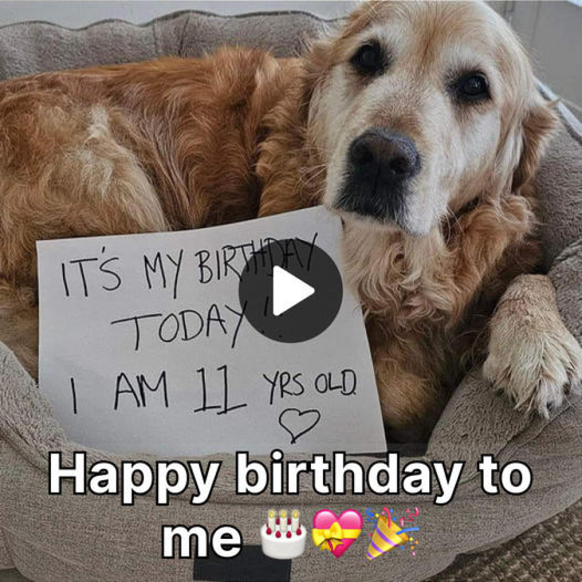 Happy Barkday to my wonderful pup! 🐾🎉 Drop a comment to wish them a ...