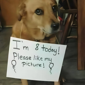 image dogs