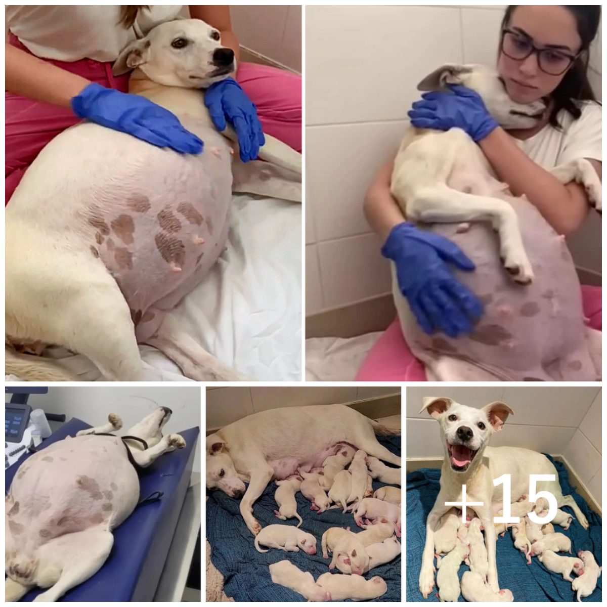 A pregnant dog, left at the shelter at 9 weeks, gave birth to a ...