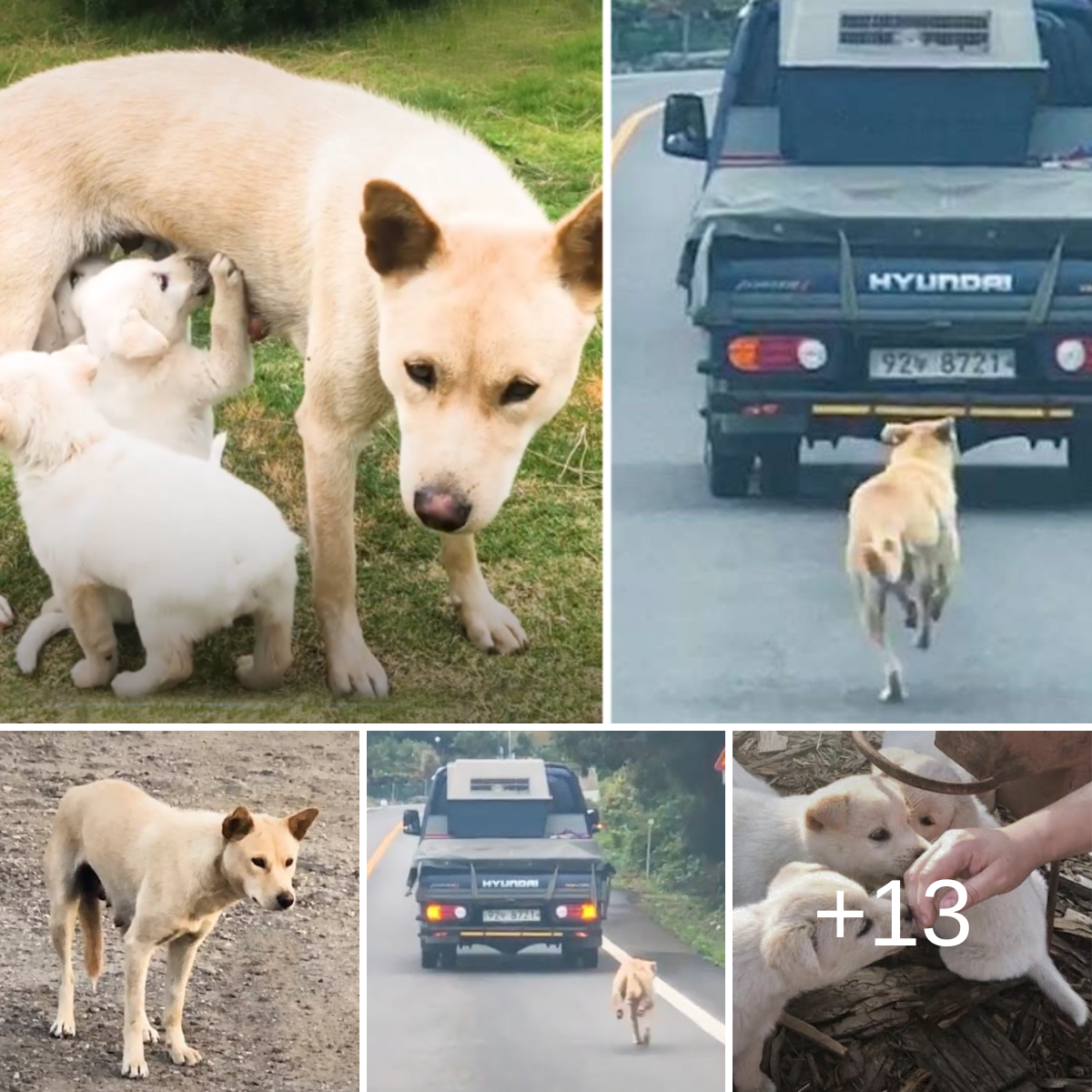 Mother Dog's Unwavering Devotion: Chasing the Truck Carrying Her ...