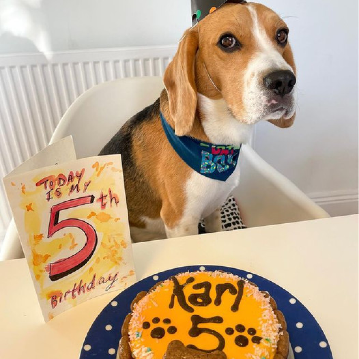 Alone on My Birthday: A Thin and Unwell Dog's Yearning for Kindness and ...