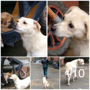 image dogs