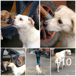 image dogs