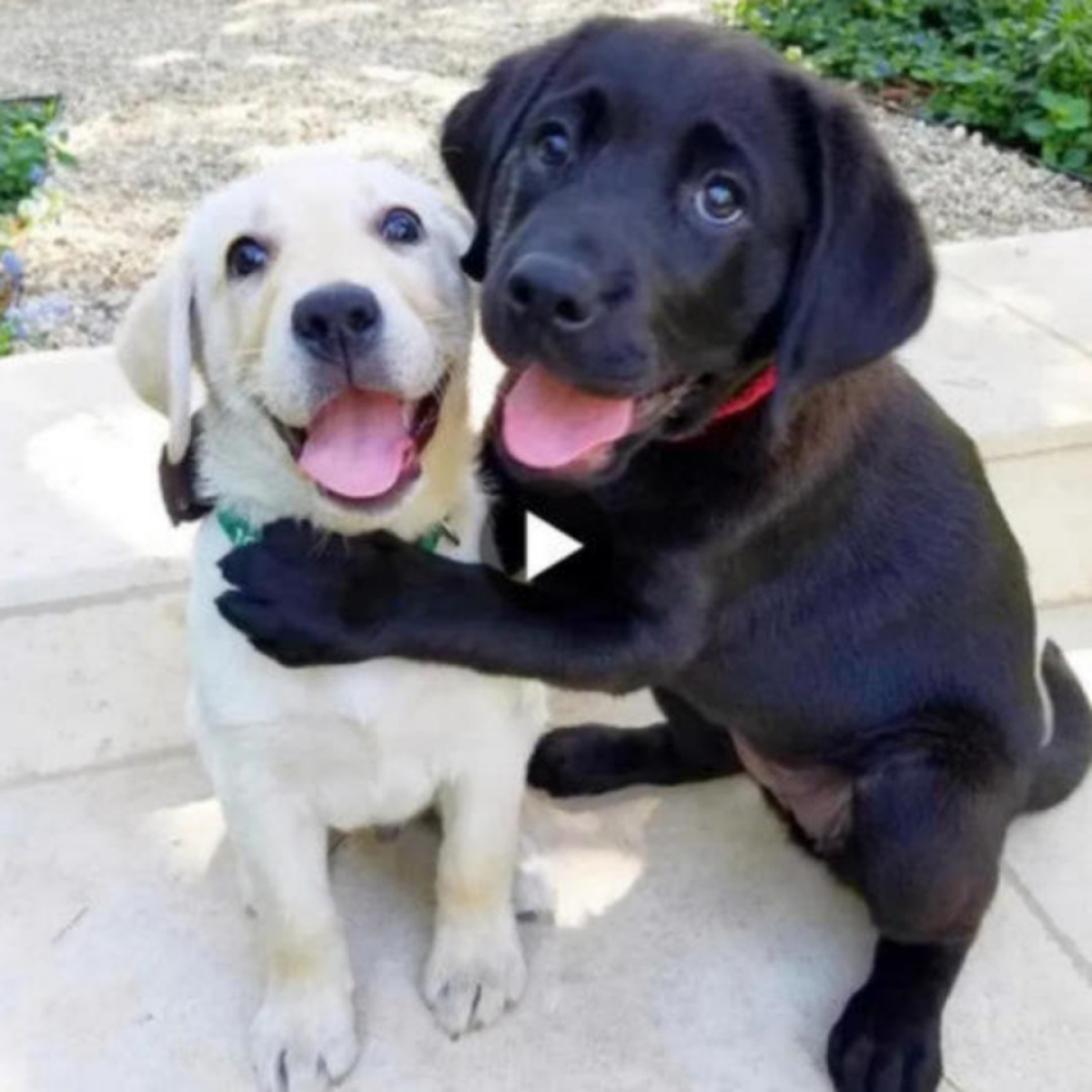 Heartfelt Connections: An emotional embrace between canine siblings ...