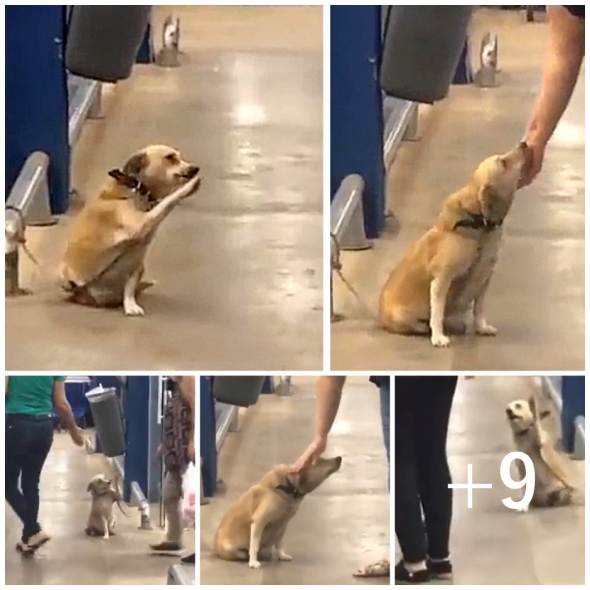 Abandoned at the supermarket entrance, the dog desperately wags its ...