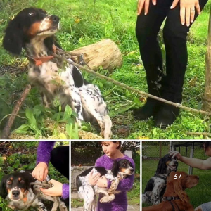 image dogs