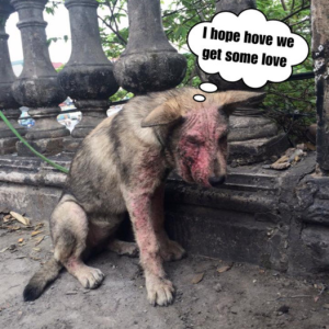 image dogs