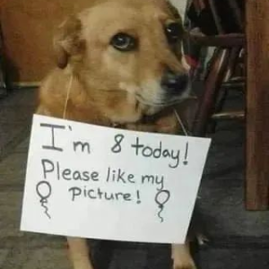 image dog