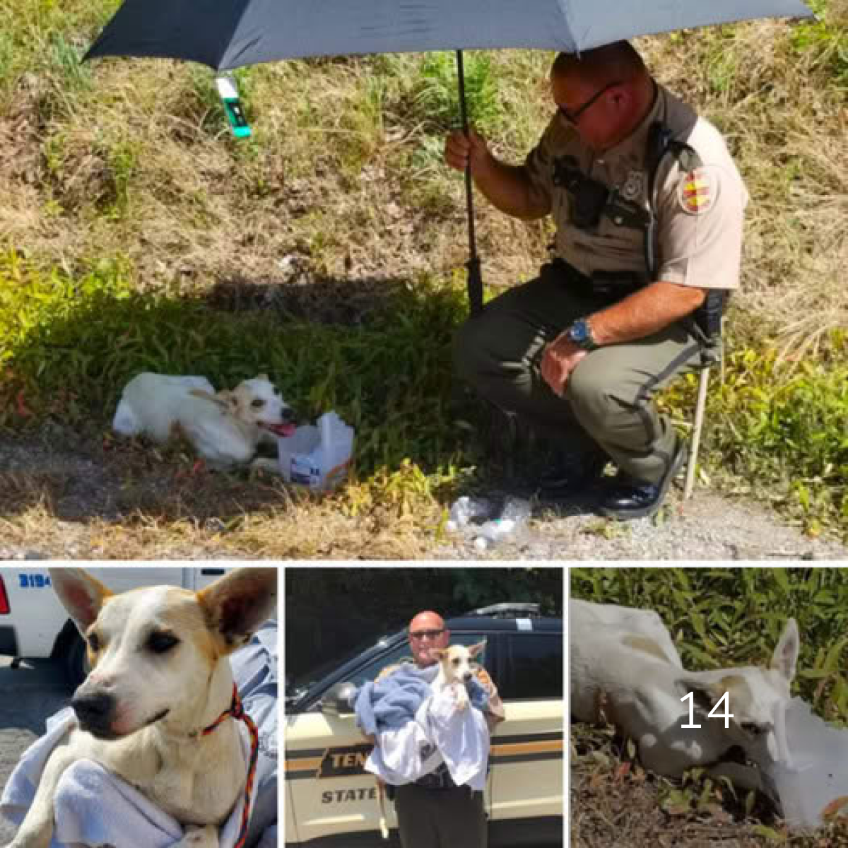 A Compassionate State Trooper Finds An Injured Dog With A Broken Pelvis 