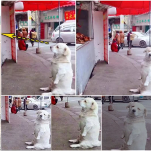 image dogs