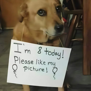 image dog