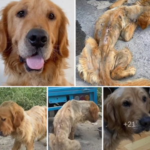 image dog