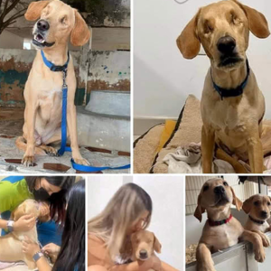 image dog