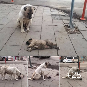 image dog