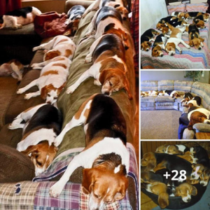 image dog