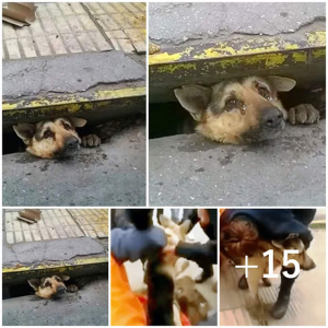 image dogs