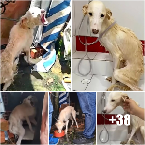 image dog