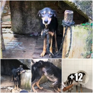 image dog