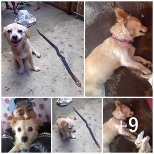 image dog