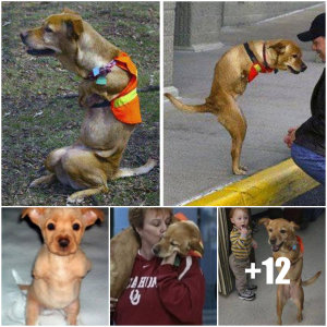 image dog