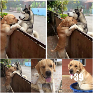 image dog
