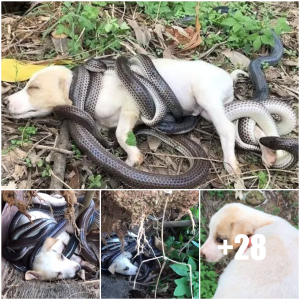 image dog