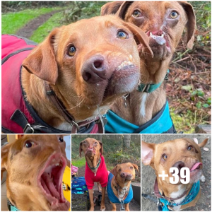 image dog