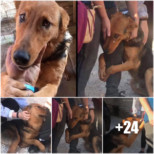 image dog