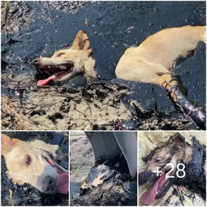 image dog