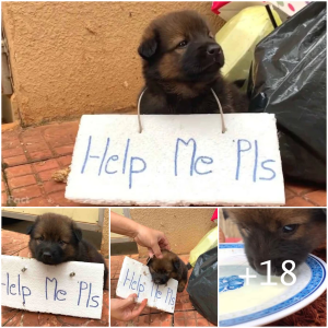 image dog
