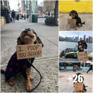 image dog