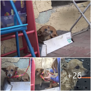 image dog