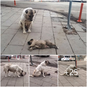 image dog