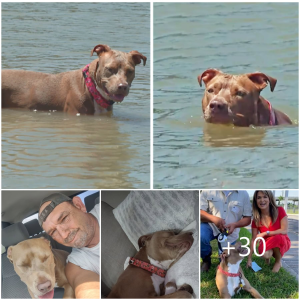 image dog