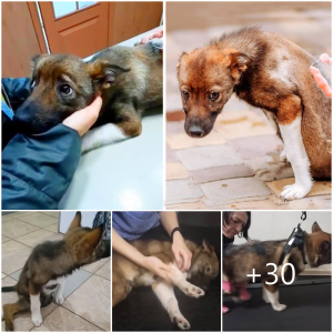 image dog